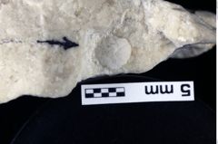 Foto (Detailansicht) von Cyclothyreus sp. (NHMW-GEO-1990-0041-0011)